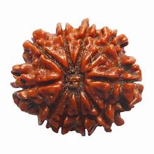 Rudraksha