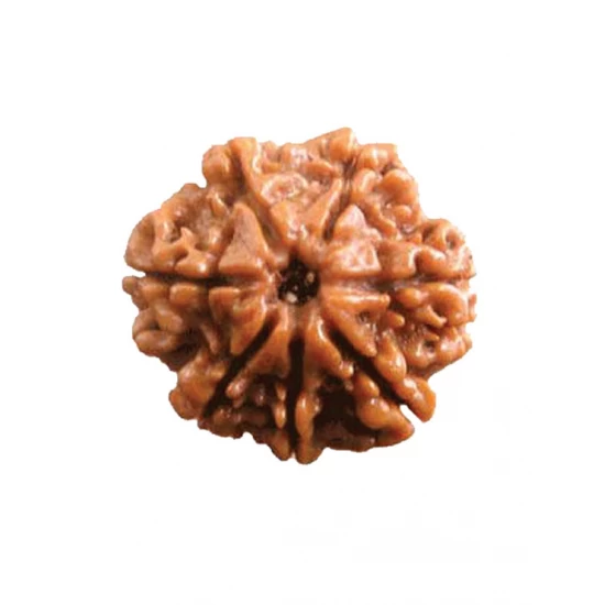 Rudraksha